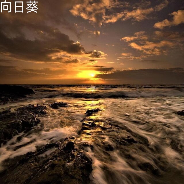 向日葵