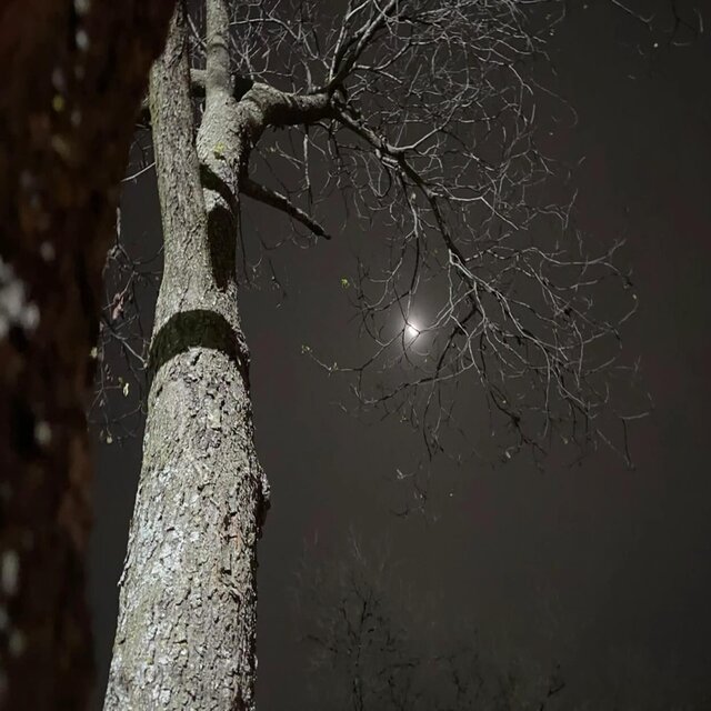 Lonely Winter Nights