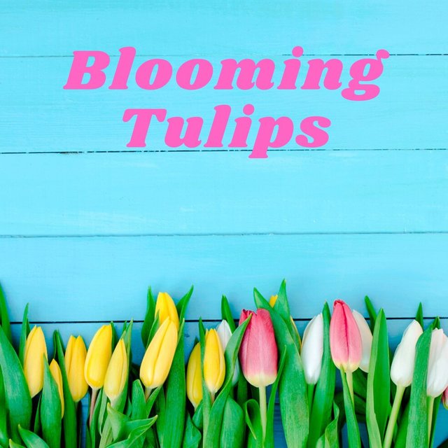 Blooming Tulips