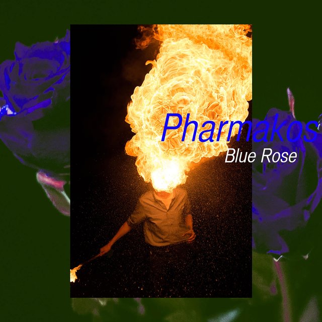 Blue Rose