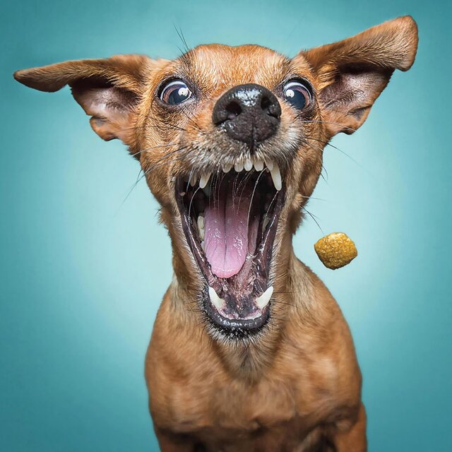 Beware Of The Dog