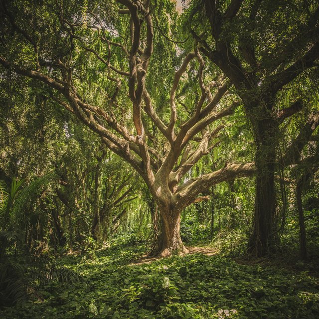 Talking Forest