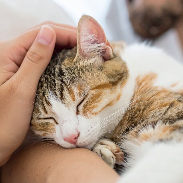 Música Relajante Que Reconforta A Los Gatos