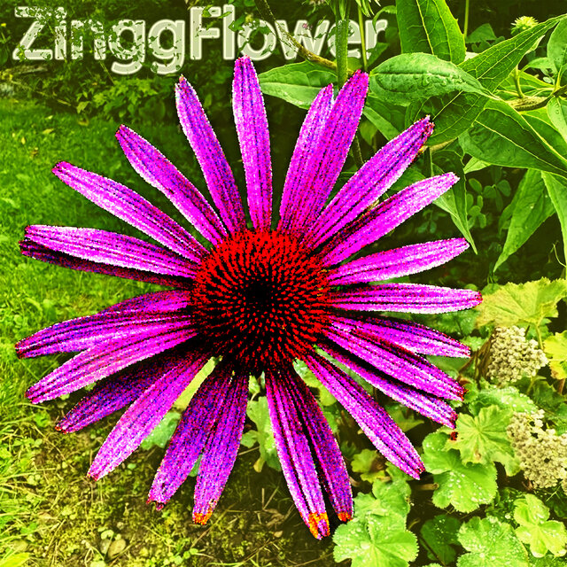 Zinggflower