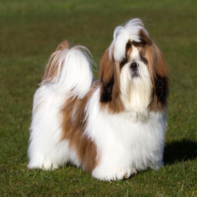 shih tzu (freestyle)