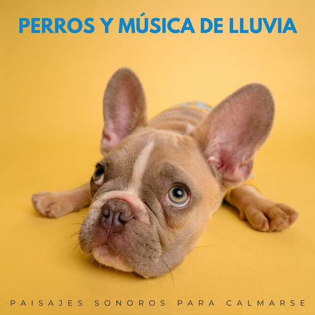 Perros Y Música De Lluvia: Paisajes Sonoros Para Calmarse