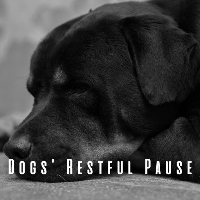 Dogs' Restful Pause: Ambient Music Lullaby