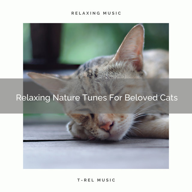 Relaxing Nature Tunes For Beloved Cats