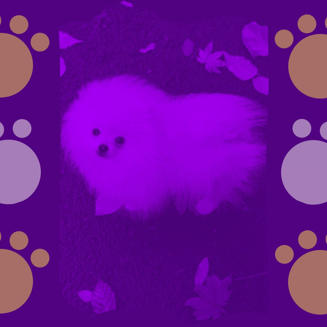 Funky Background for Energetic Dogs
