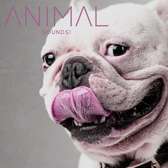 Animal Sounds! Nature Ambiance With Dogs, Horses And Other Sounds