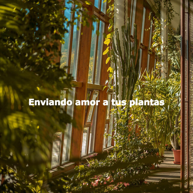 Enviando amor a tus plantas