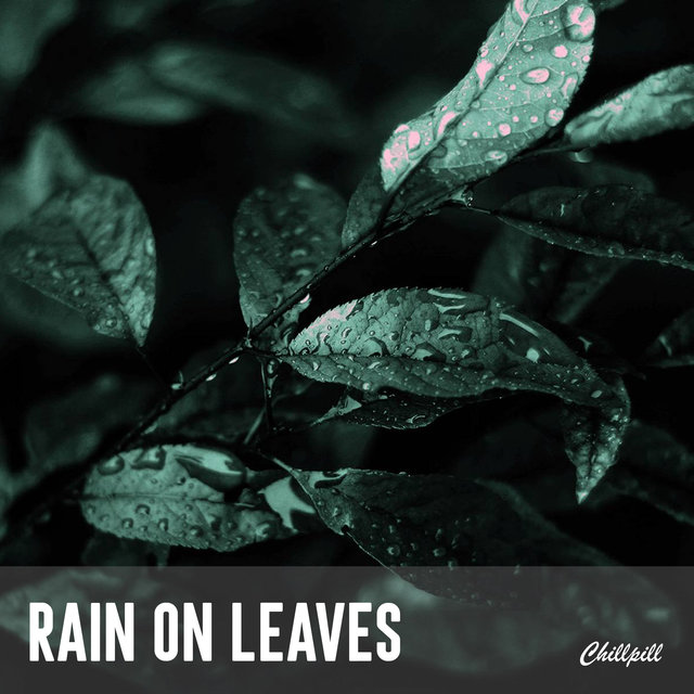 Rain on Leaves