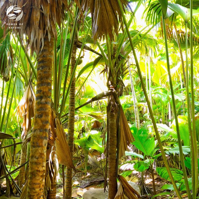 Panoramic Soundscape of Jungle Life