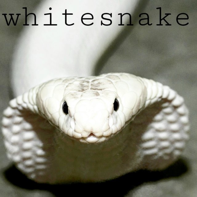 WhiteSnake