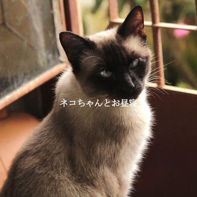 ネコちゃんとお昼寝