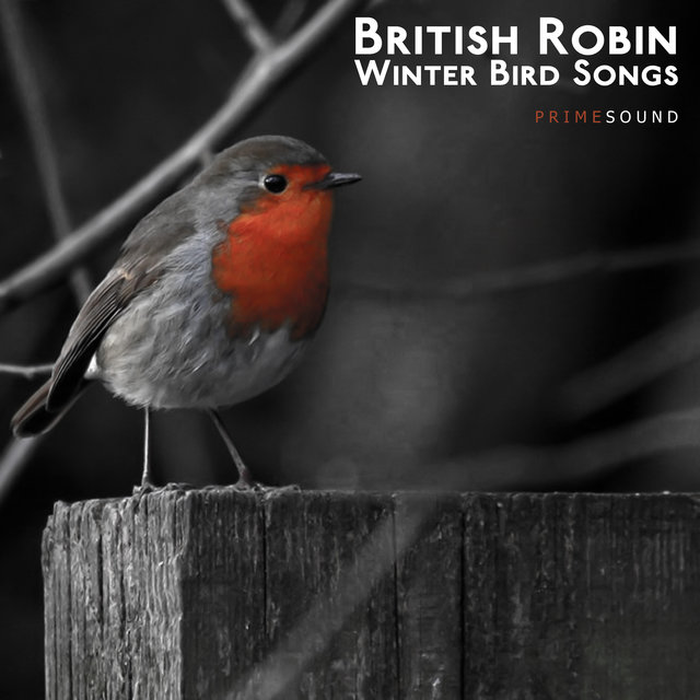 British Robin Winter Bird Songs