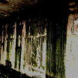 Forest Rituals