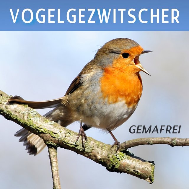 Vogelgezwitscher (Vogelstimmen zur Entspannung und für Meditation)