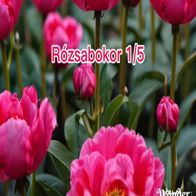 Rózsabokor (1.rész)