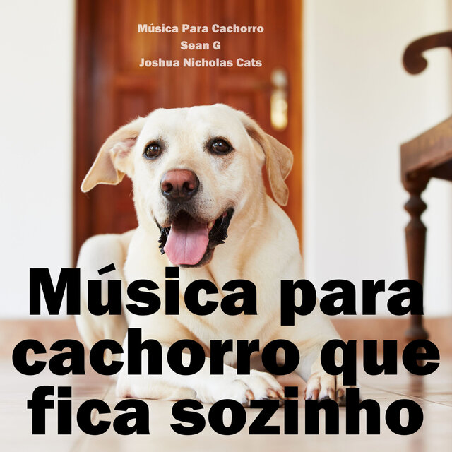 Música para cachorro que fica sozinho