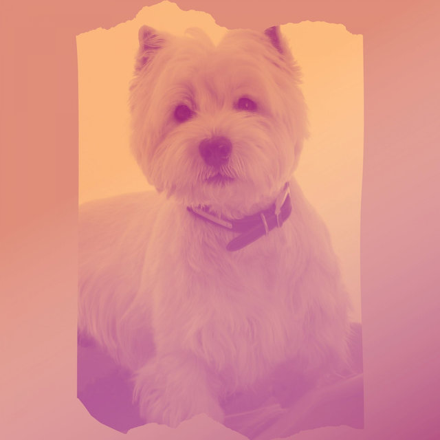 Remarkable Music for Resting Pups - Acoustic Guitar