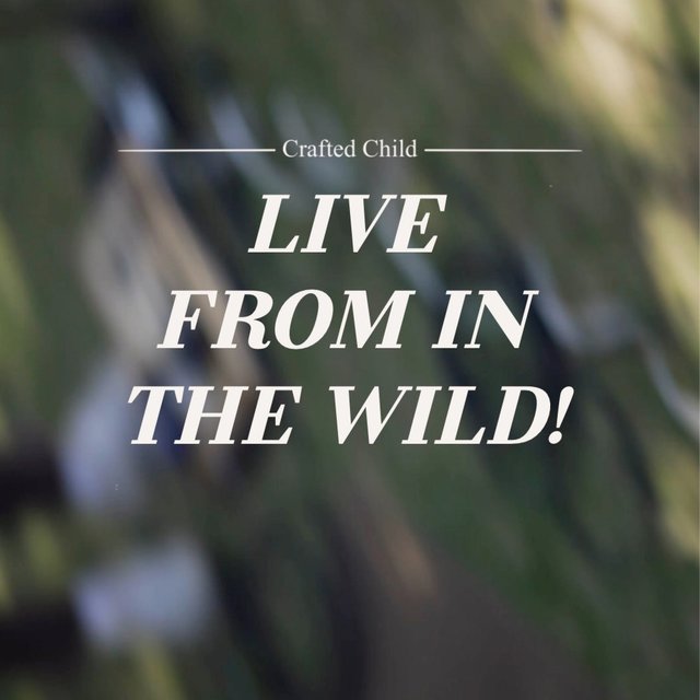 LIVE FROM IN THE WILD!