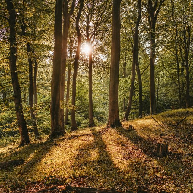 Magic Paradise of Peace