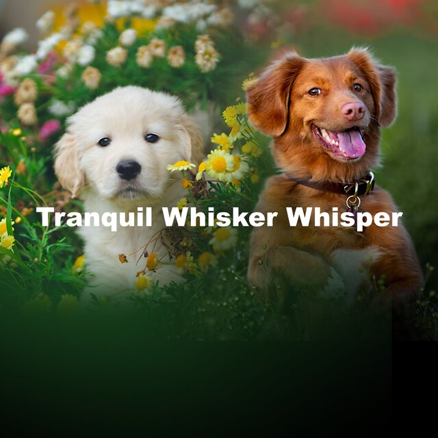 Tranquil Whisker Whisper