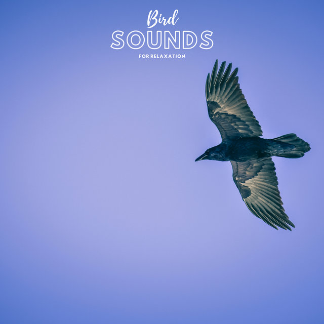 Bird Sounds For Relaxation