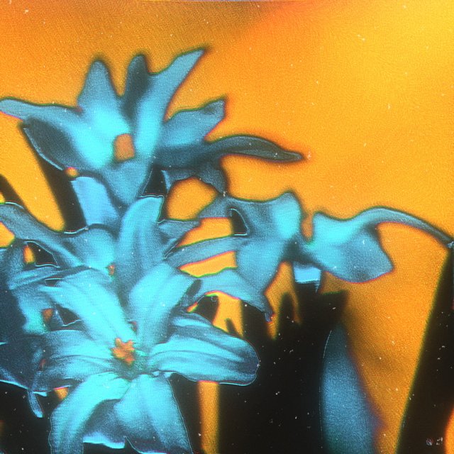 BLOSSOM