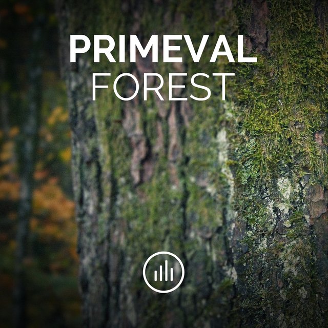 Primeval Forest