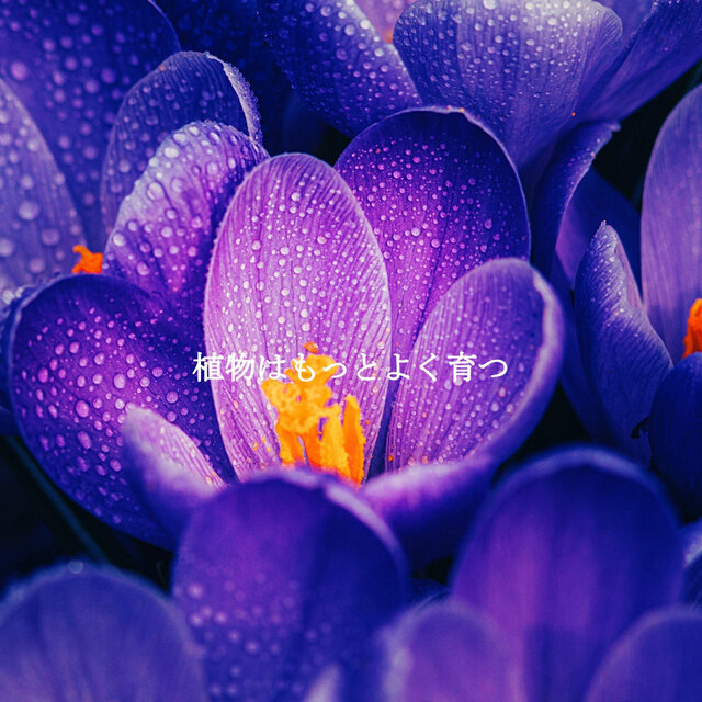 植物はもっとよく育つ