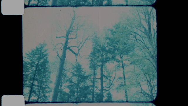 The Tree in the Wood