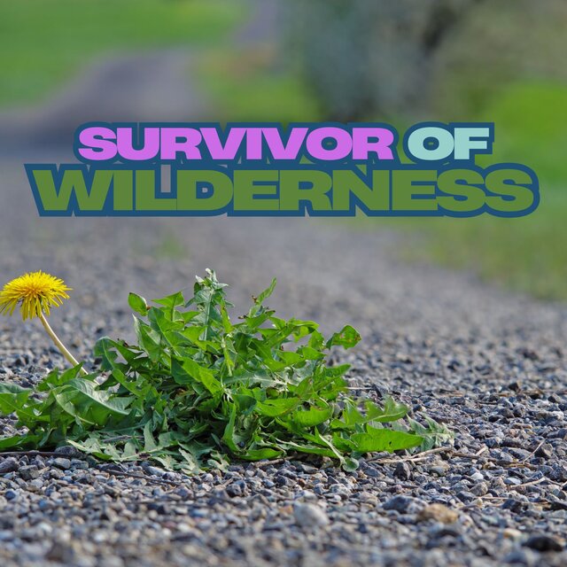 Survivors Of Wilderness