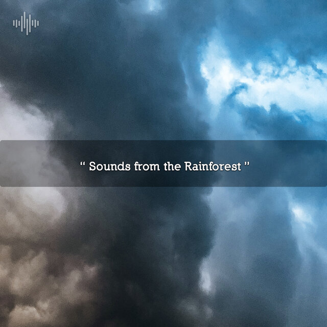 " Sounds from the Rainforest "