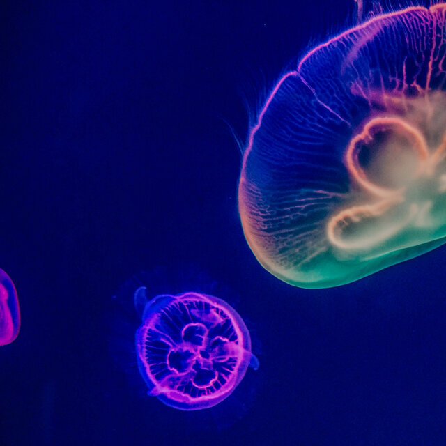 50 Ambient Water Songs: Abyss