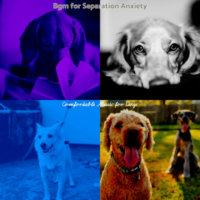 Bgm for Separation Anxiety
