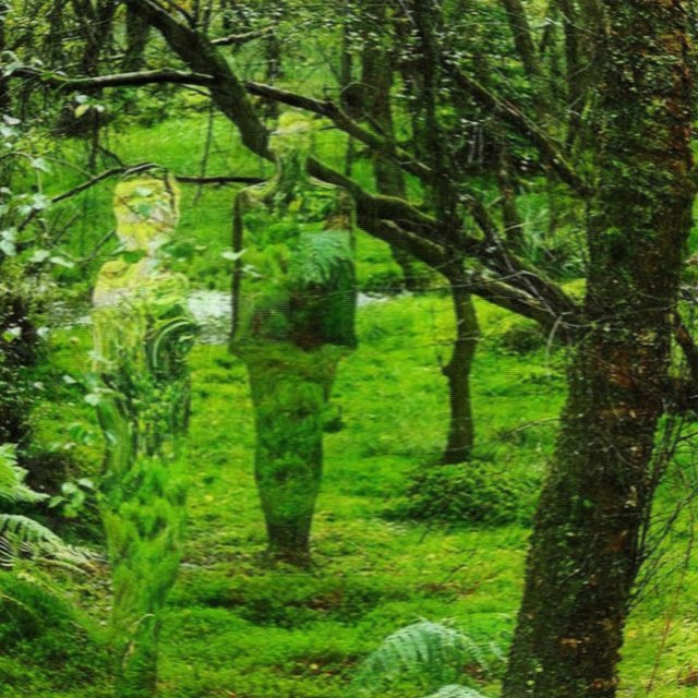 Pathless Woods