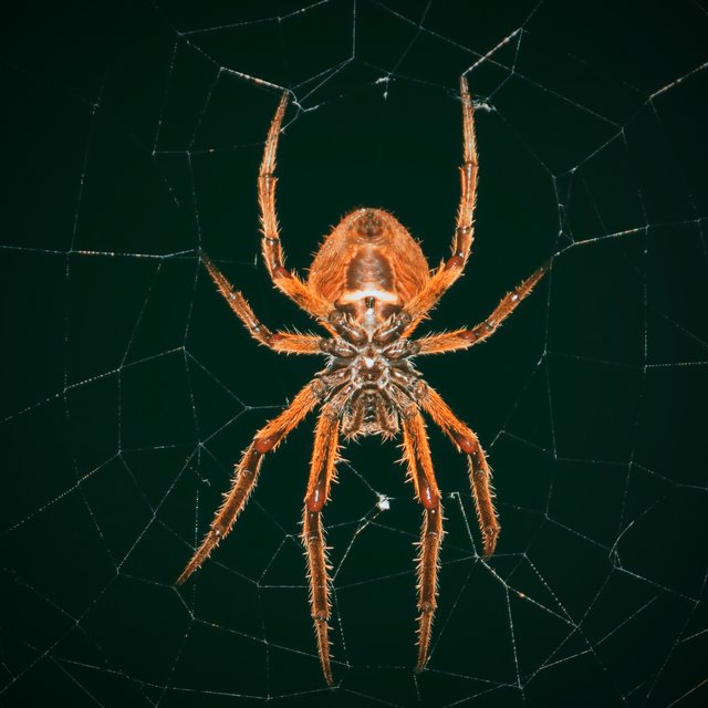Spider