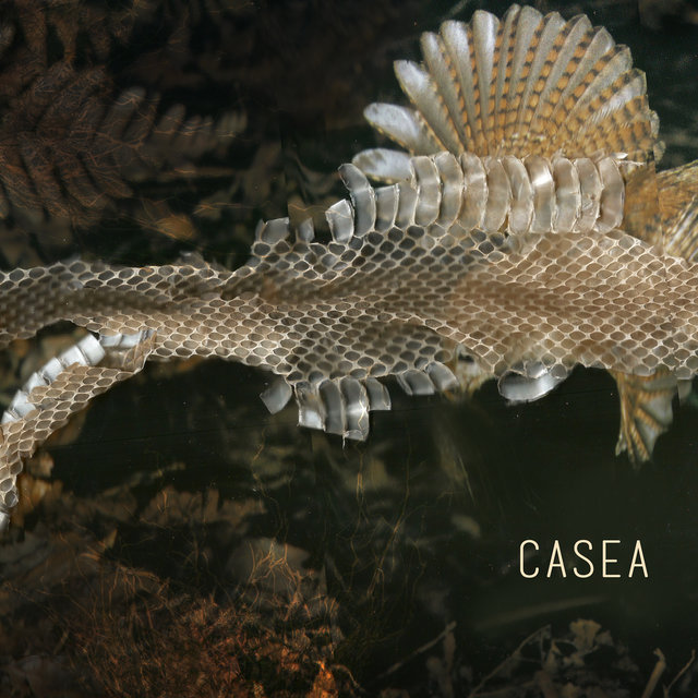 Casea