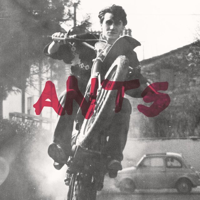 Ants