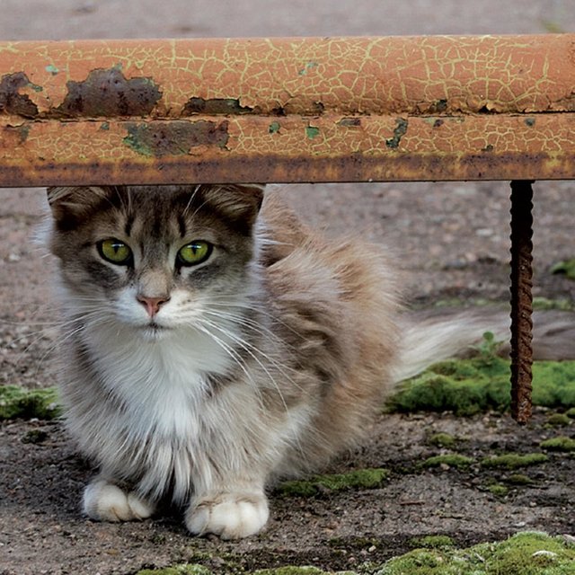 Пропал кот