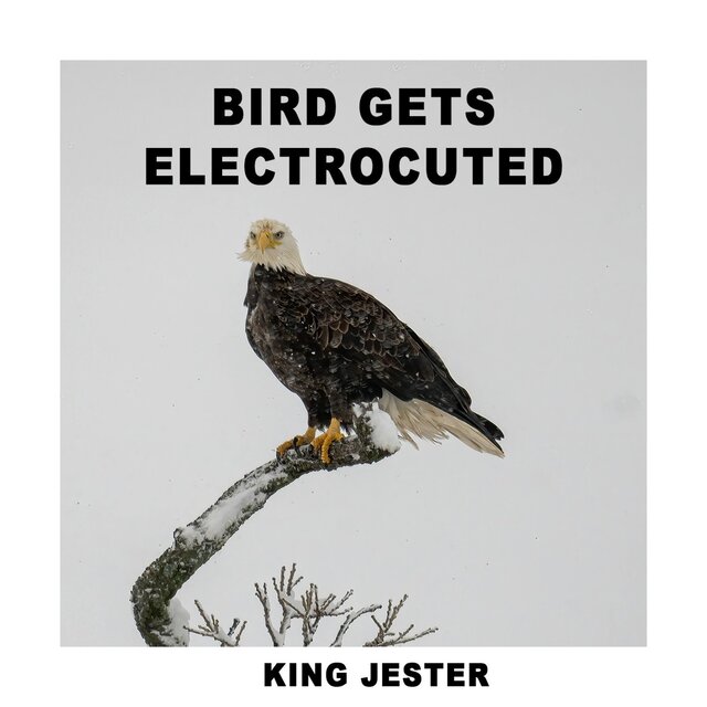 Bird Gets Electrocuted