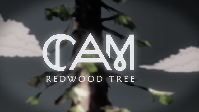 Redwood Tree (Behind The Scenes)