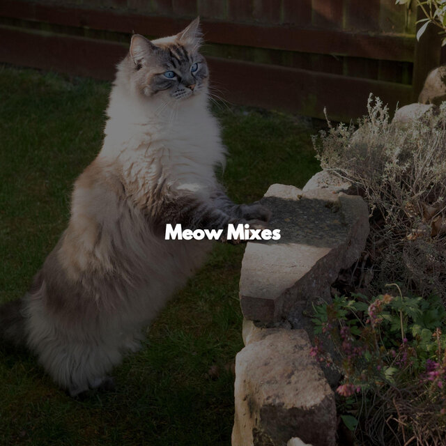 Meow Mixes