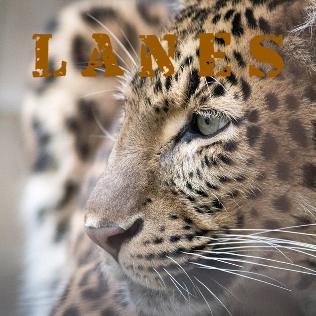 Lanes