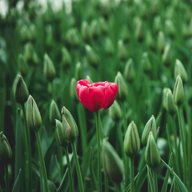 Tulip awakens