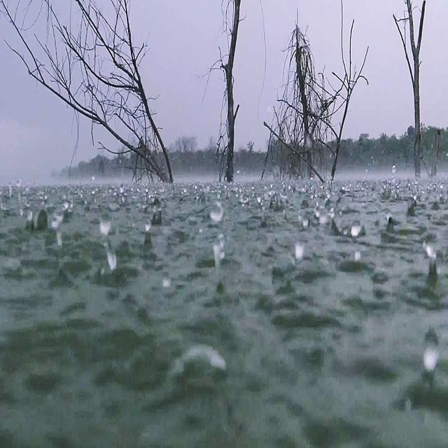 Som De Chuva Na Lagoa Sapos E Grilos Som De Chuva Na Lagoa Sapos E Grilo