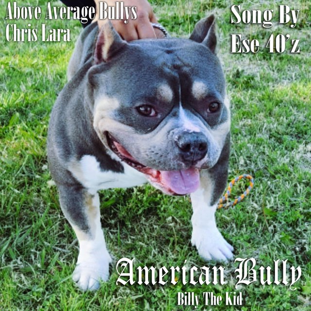 American Bully