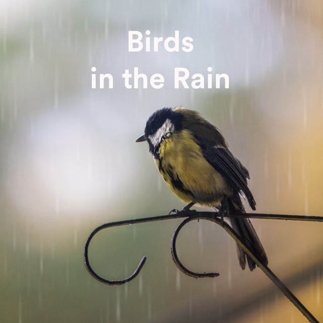 Birds In the Rain